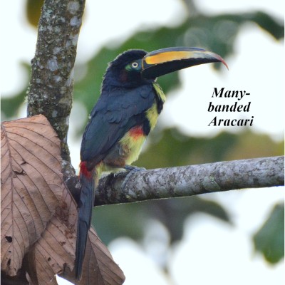 Many-banded Aracari